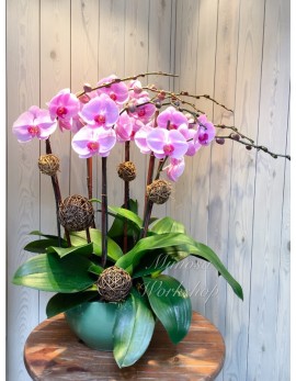 OR506 - 6菖粉紅色蝴蝶蘭及陶瓷花盆